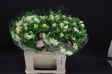 <h4>Anem Zwaar Wit</h4>