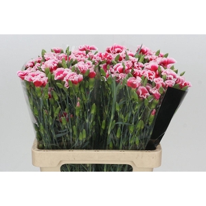 Dianthus Tr Solomio Dixie
