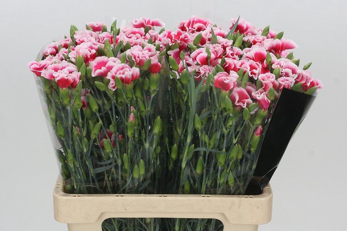 <h4>Dianthus Tr Solomio Dixie</h4>