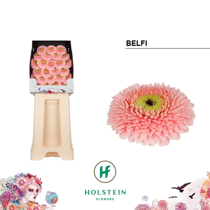 <h4>Ge Mi Belfi</h4>
