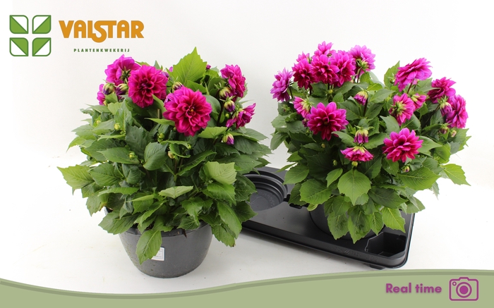 <h4>DAHL L ME DEEP PINK</h4>