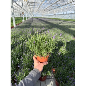 LAVANDULA ANG BLUE