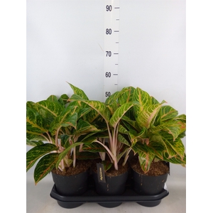 Aglaonema   ...