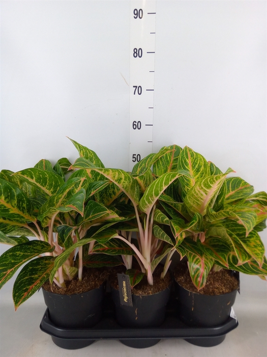 <h4>Aglaonema   ...</h4>