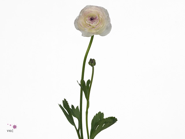 RAN ELEGANCE CAPPUCCINO TIGER