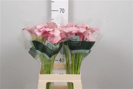 <h4>Zant Blushing Lady</h4>