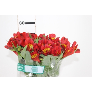 ALSTROEMERIA ANGELINA 080 CM