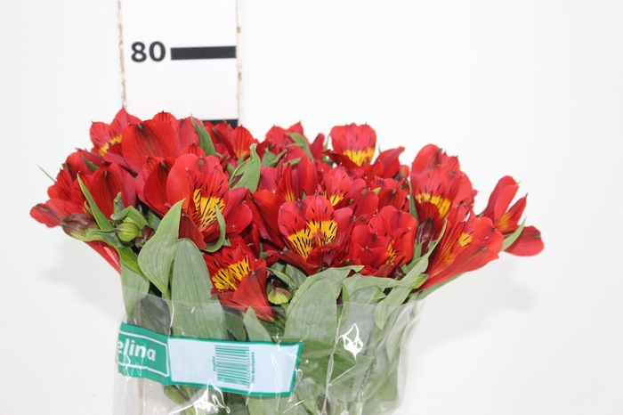 ALSTROEMERIA ANGELINA 080 CM