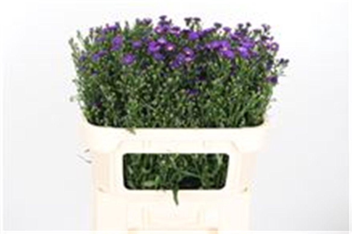 <h4>Aster Casamare</h4>