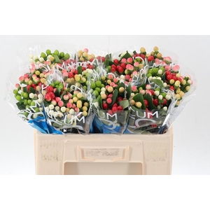 Hyp Coco Colours Gem