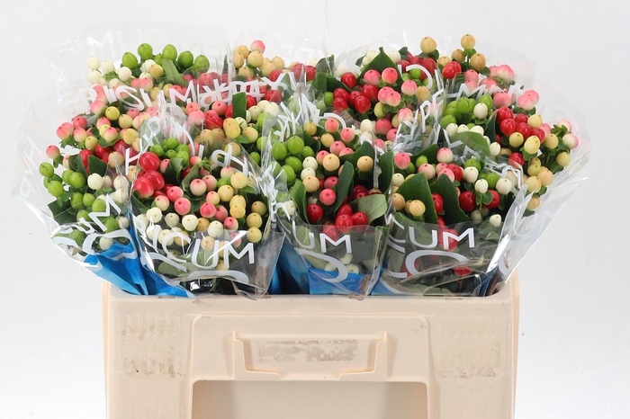 <h4>Hyp Coco Colours Gem</h4>