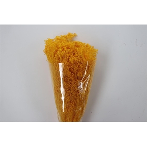 Dried Brooms Yellow Bunch