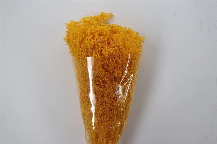 <h4>Dried Brooms Yellow Bunch</h4>