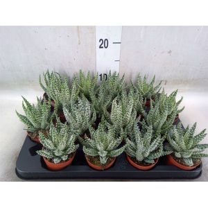 Aloe humilis