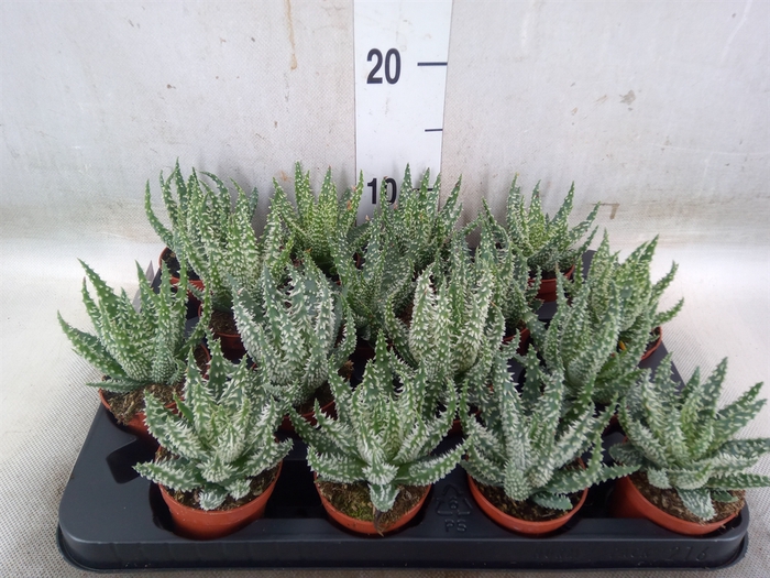 <h4>Aloe humilis</h4>