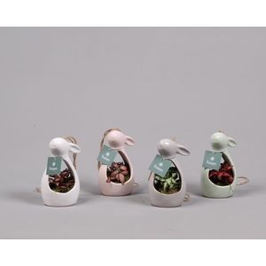 Pasen Haas keramiek 4 kleuren met Fittonia