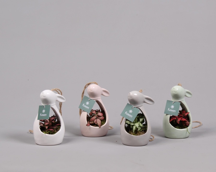 <h4>Pasen Haas keramiek 4 kleuren met Fittonia</h4>