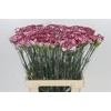 Dianthus St Olympia