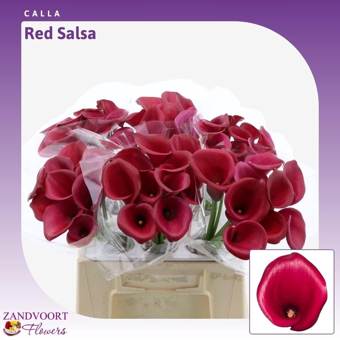 Calla Red Salsa