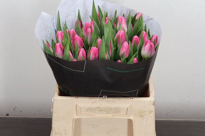 <h4>Tu En Pink Stone</h4>