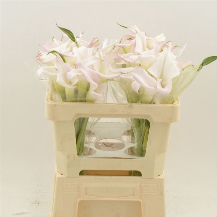 <h4>Calla Sweet Art</h4>