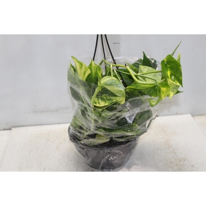 JIBOIA VERDE C21 PENDENTE