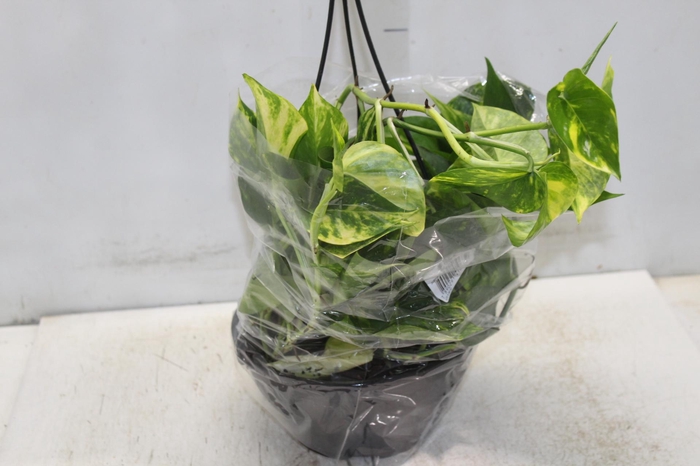 <h4>JIBOIA VERDE C21 PENDENTE</h4>