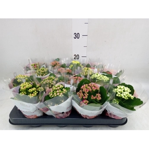 Kalanchoe blos. 'RoyalDon'   ..mix