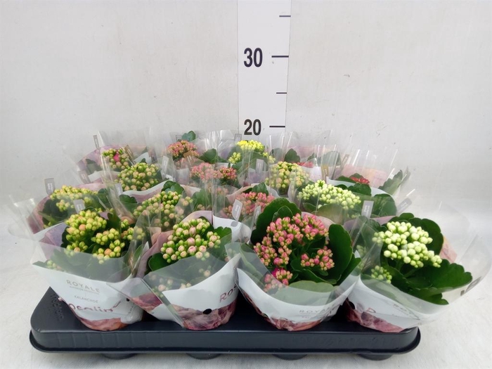 <h4>Kalanchoe blos. 'RoyalDon' ..mix</h4>
