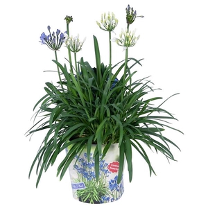 Agapanthus Summer Love Duo mélangé dans pot