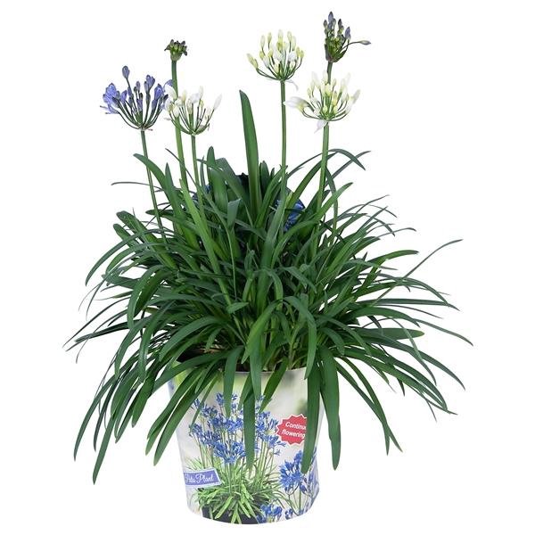 <h4>Agapanthus Summer Love Duo mélangé dans pot</h4>