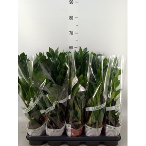 Zamioculcas zamiifolia