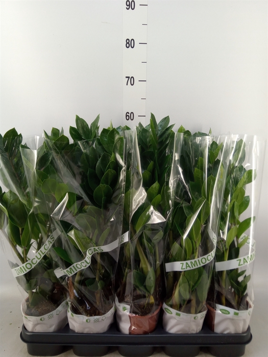 <h4>Zamioculcas zamiifolia</h4>