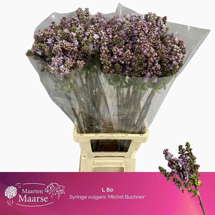 <h4>SYR V MICHEL BUCHNER</h4>