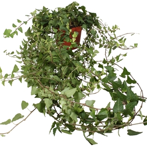 Hedera helix Anna lange plant
