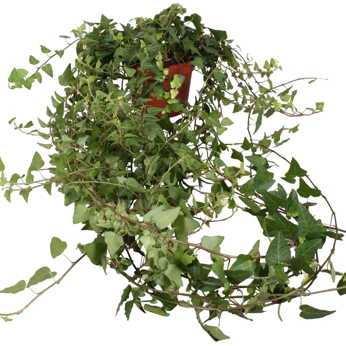 <h4>Hedera helix Anna lange plant</h4>