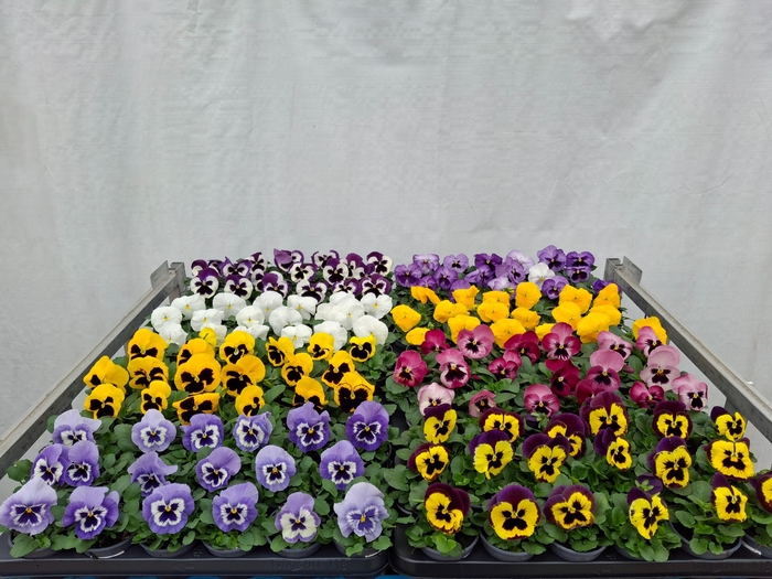 <h4>VIO WI DELTA GEM</h4>