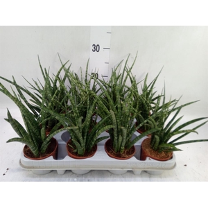 Sansevieria  'Fernwood'