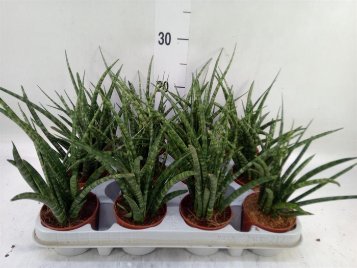 <h4>Sansevieria  'Fernwood'</h4>