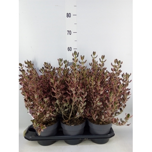Coprosma   ...mix