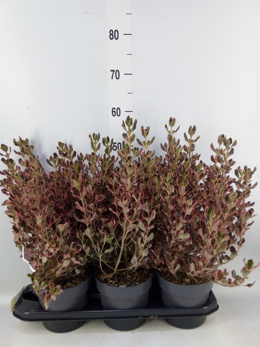 <h4>Coprosma   ...mix</h4>