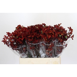 Kangaroo Paw Early Spring