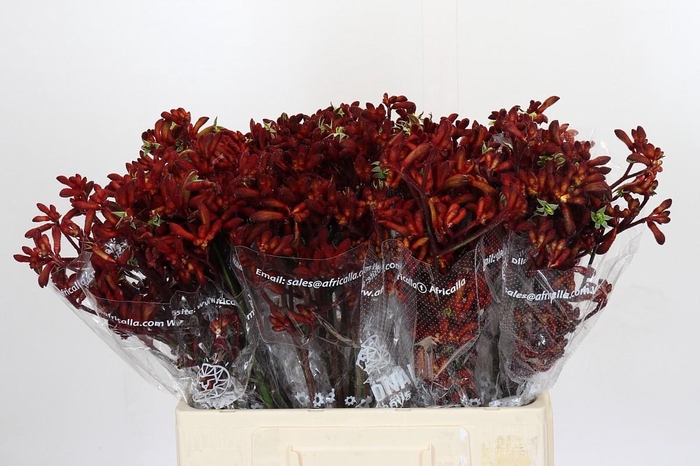 Kangaroo Paw Early Spring