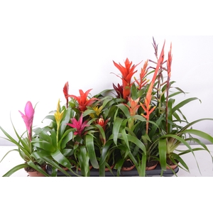 BROMELIA GEM 15 SRT
