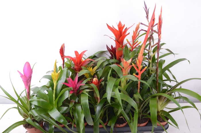 <h4>BROMELIA GEM 15 SRT</h4>