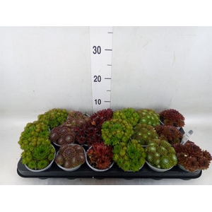 Sempervivum   ...mix