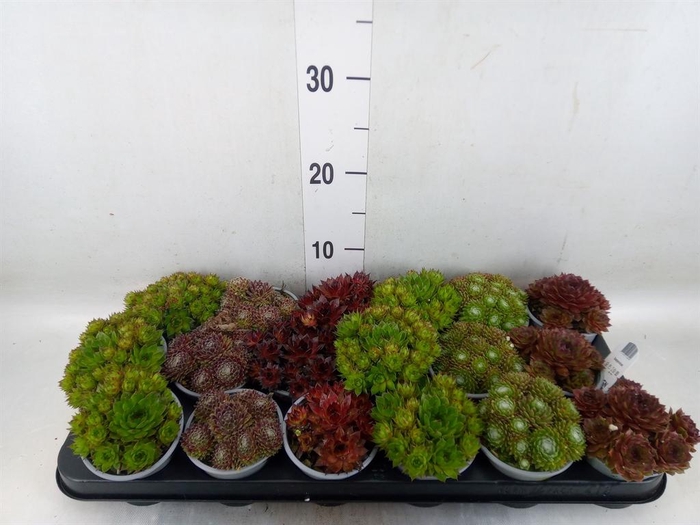 <h4>Sempervivum   ...mix</h4>