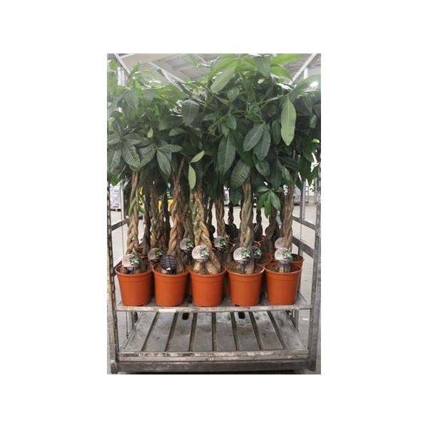 <h4>Pachira Aquatica 140cm</h4>