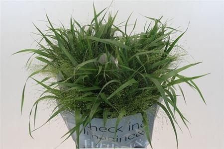 <h4>Panic Fountain</h4>