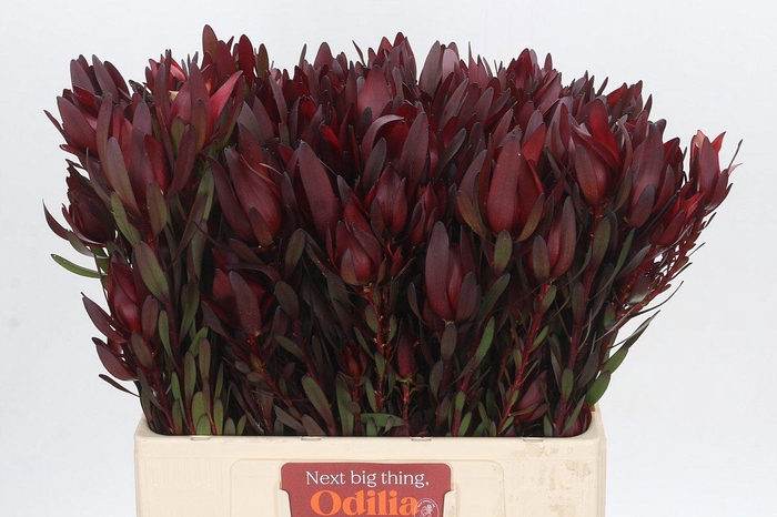 <h4>LEUCAD SAF SUNSET</h4>